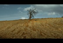 Nuri Bilge Ceylan – Ahlat Ağacı (Film)